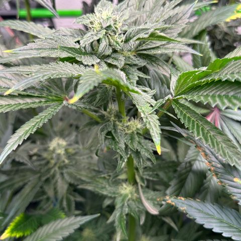 Misc x (LA Kush x Zkittles) #04 10.54g growlog timeline photo