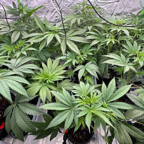 CxLAZ #16 50.72g growlog timeline photo
