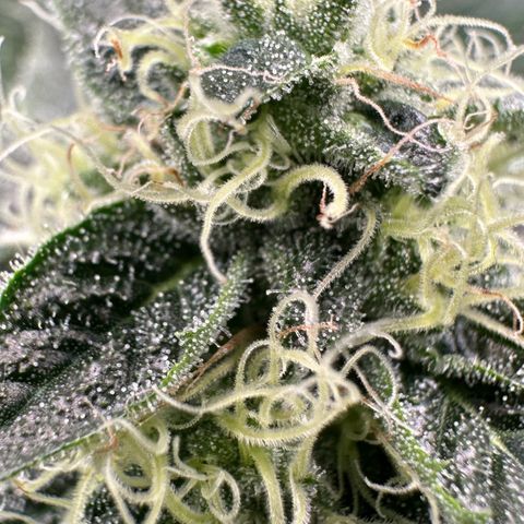CxLAZ #20 13.7g growlog timeline photo