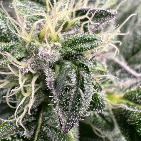 Misc x (LA Kush x Zkittles) #04 10.54g growlog timeline photo