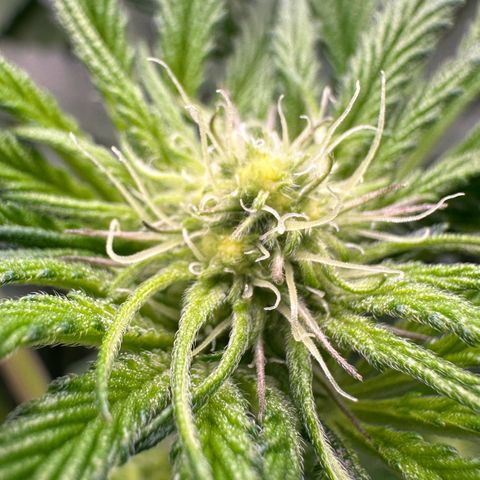 CxLAZ #16 50.72g growlog timeline photo