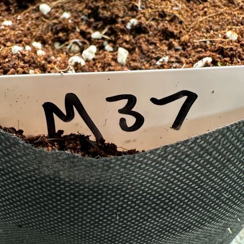 CxLAZ #16 50.72g growlog timeline photo