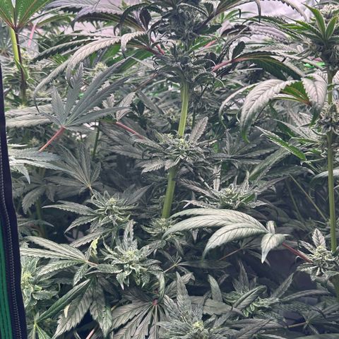 Misc x (LA Kush x Zkittles) #33 19.08g growlog timeline photo
