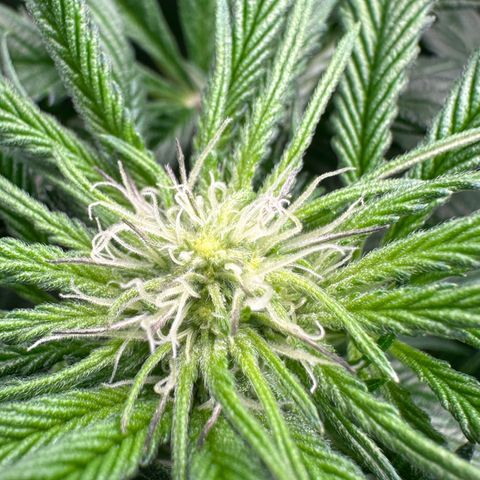 Misc x (LA Kush x Zkittles) #35 28.55g growlog timeline photo