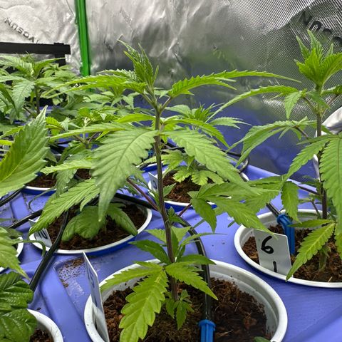 CxLAZ #15 C #1 growlog timeline photo
