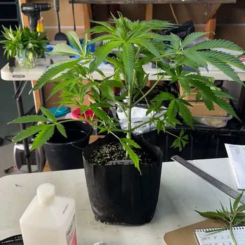 CxLAZ #16 50.72g growlog photo: Lollipoped