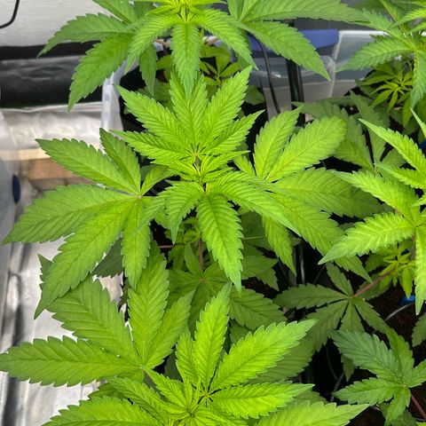 CxLAZ #16 50.72g growlog timeline photo