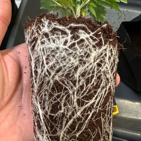 Auto Think Different  #1 growlog photo: Transplanted into 1 gal