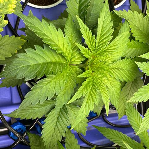 Fuel D.OG #1 Female 47.36g growlog timeline photo