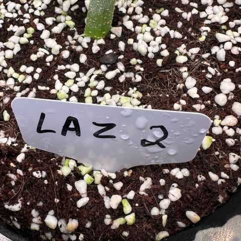 CxLAZ #16 50.72g growlog timeline photo