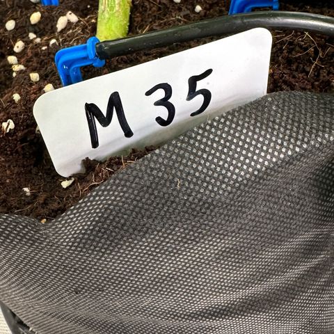 CxLAZ #16 50.72g growlog timeline photo
