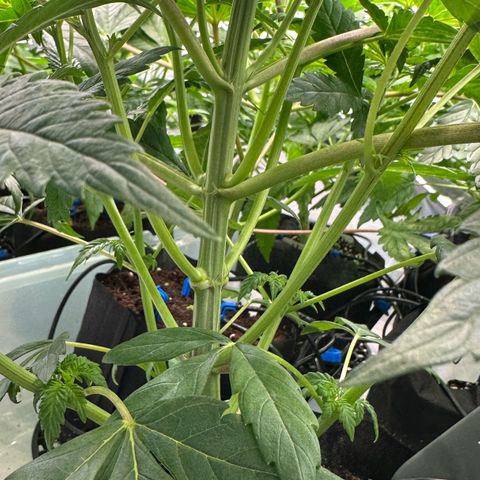 CxLAZ #16 50.72g growlog timeline photo