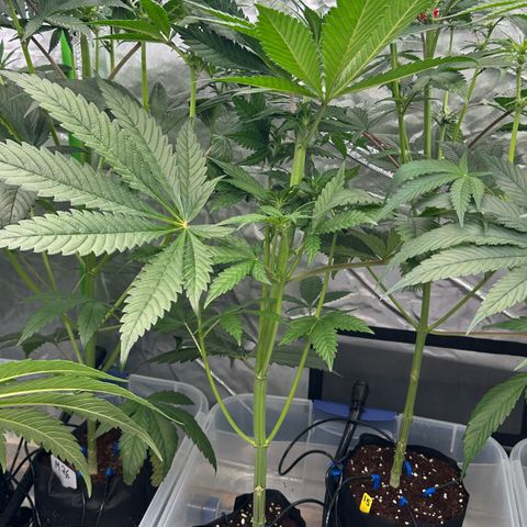 CxLAZ #16 50.72g growlog timeline photo