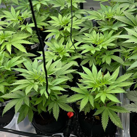 CxLAZ #16 50.72g growlog timeline photo