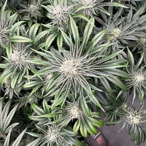 Misc x (LA Kush x Zkittles) #26 60.7g growlog timeline photo