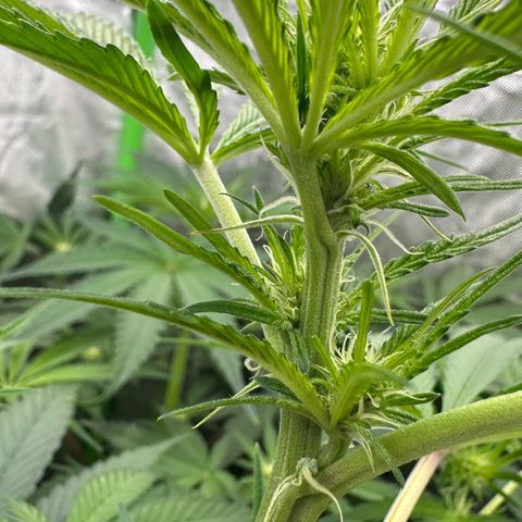 CxLAZ #16 50.72g growlog timeline photo