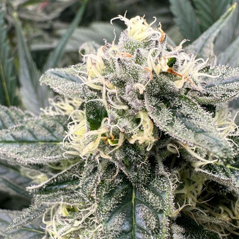 CxLAZ #31 58.75g growlog timeline photo