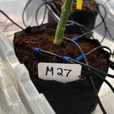 Misc x (LA Kush x Zkittles) #27 33.12g growlog timeline photo