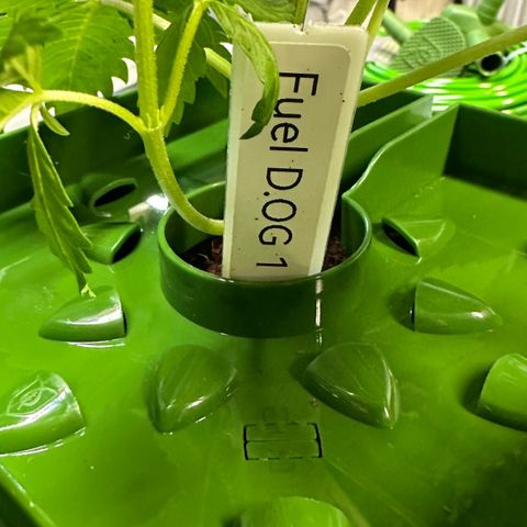 Fuel D.OG #1 Female 47.36g growlog photo: Transplanted into 1 gal pot