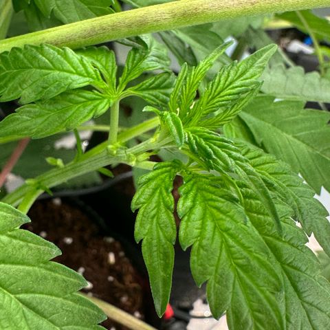 CxLAZ #16 50.72g growlog timeline photo