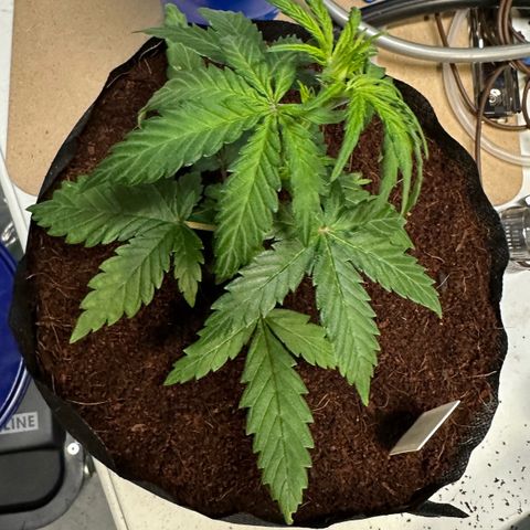 Auto Think Different  #1 growlog photo: Transplanted into 1 gal