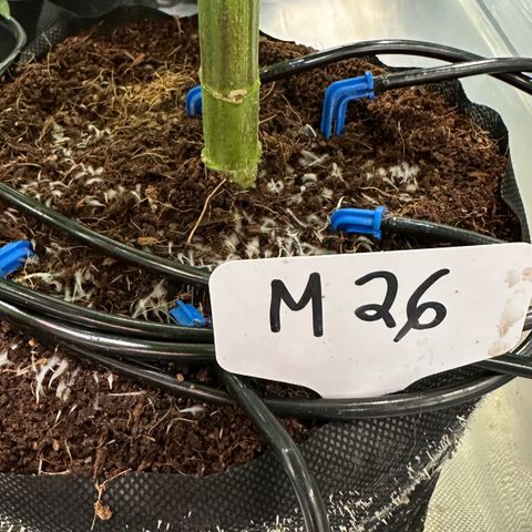 Misc x (LA Kush x Zkittles) #26 60.7g growlog timeline photo