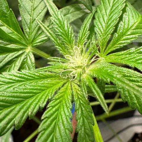 Misc x (LA Kush x Zkittles) #04 10.54g growlog photo: Pollenated bud site