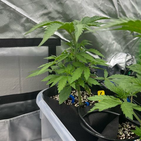 CxLAZ #16 50.72g growlog timeline photo