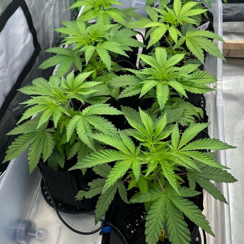 CxLAZ #16 50.72g growlog timeline photo