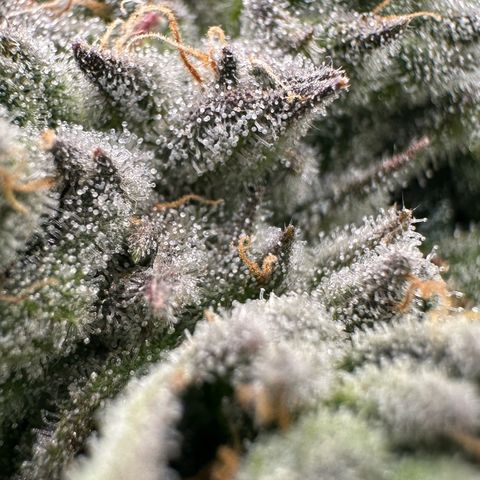 Misc x (LA Kush x Zkittles) #26 60.7g growlog timeline photo