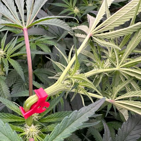 CxLAZ #16 50.72g growlog photo: Top training 