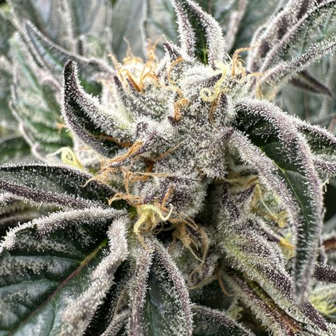 Misc x (LA Kush x Zkittles) #37 42.26g growlog timeline photo