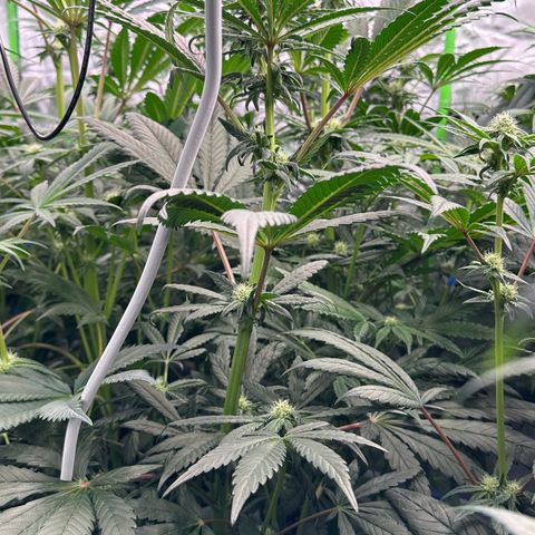 CxLAZ #16 50.72g growlog photo: Leafy 