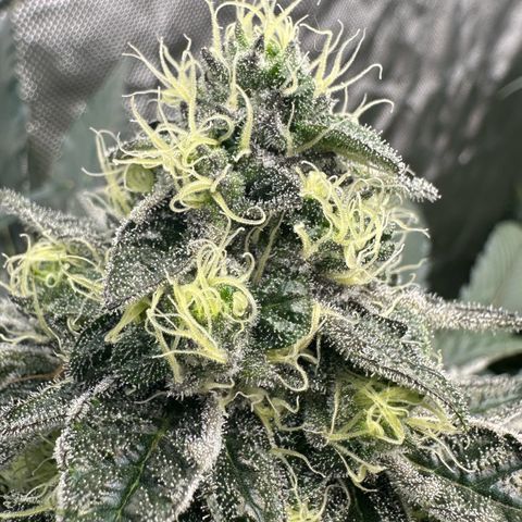 CxLAZ #24 37.13g growlog timeline photo