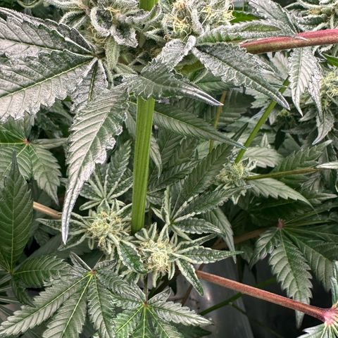 Misc x (LA Kush x Zkittles) #34 15.68g growlog timeline photo