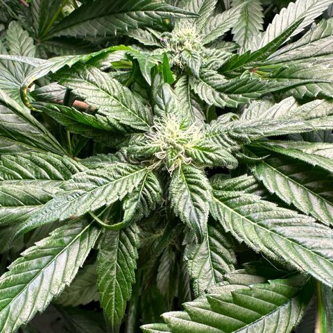 Misc x (LA Kush x Zkittles) #35 28.55g growlog timeline photo