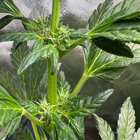 Auto Think Different  #3 growlog timeline photo