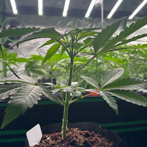 CxLAZ #16 50.72g growlog photo: Lollipoped
