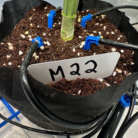 CxLAZ #16 50.72g growlog timeline photo