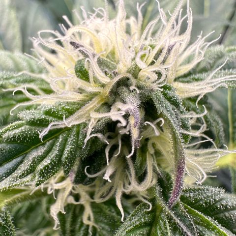 CxLAZ #16 50.72g growlog photo: Stacking nicely and smells fruity
