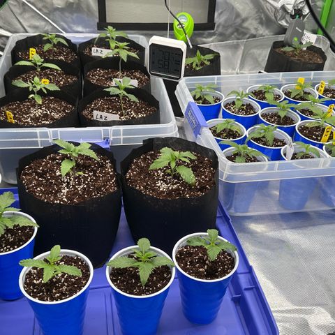 Misc x (LA Kush x Zkittles) #26 60.7g growlog timeline photo