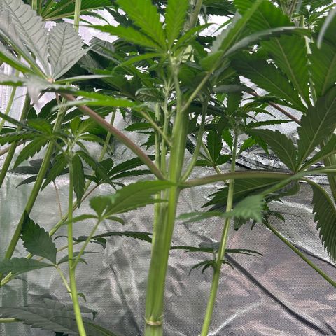 CxLAZ #16 50.72g growlog timeline photo