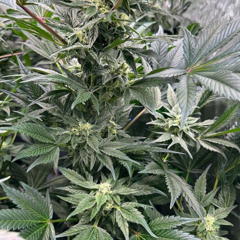 Misc x (LA Kush x Zkittles) #37 42.26g growlog timeline photo