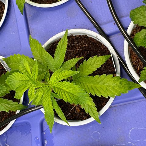 CxLAZ #20 C1 25g growlog timeline photo