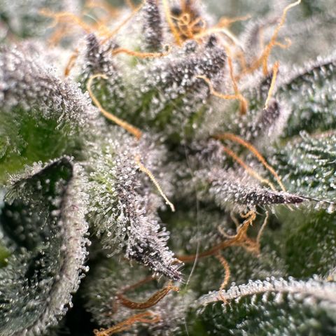 Misc x (LA Kush x Zkittles) #28 13.53g growlog timeline photo