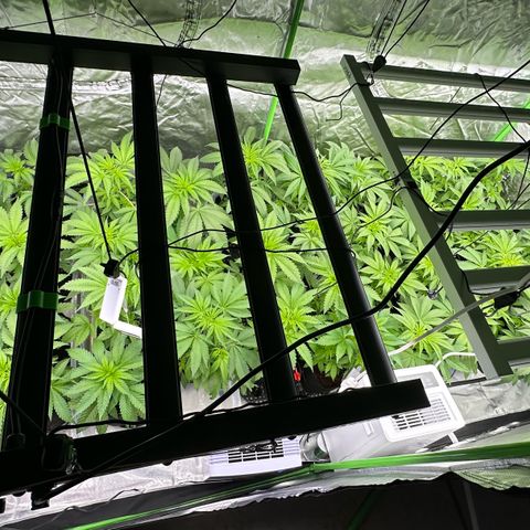 CxLAZ #16 50.72g growlog timeline photo