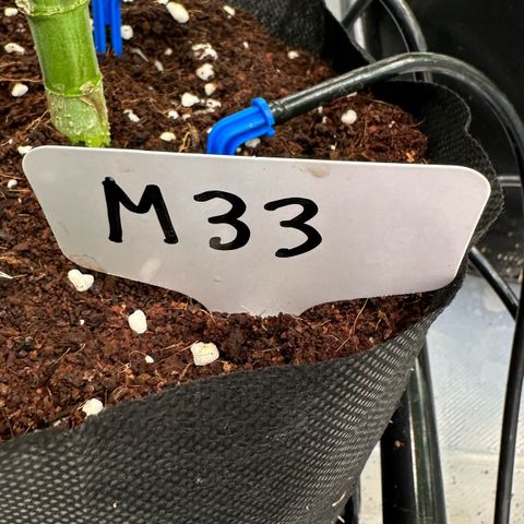 CxLAZ #16 50.72g growlog timeline photo