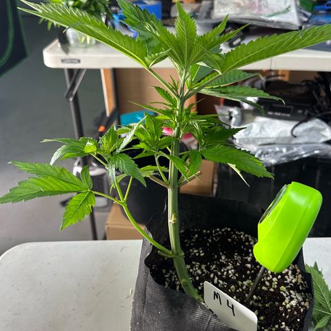 CxLAZ #16 50.72g growlog photo: Lollipoped