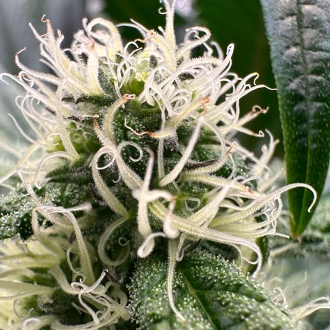 CxLAZ #31 58.75g growlog timeline photo