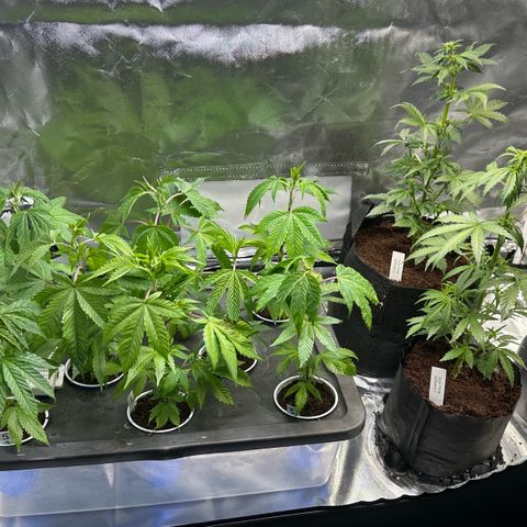 Shaman growlog photo: Setup 2x4 and moved plants around.